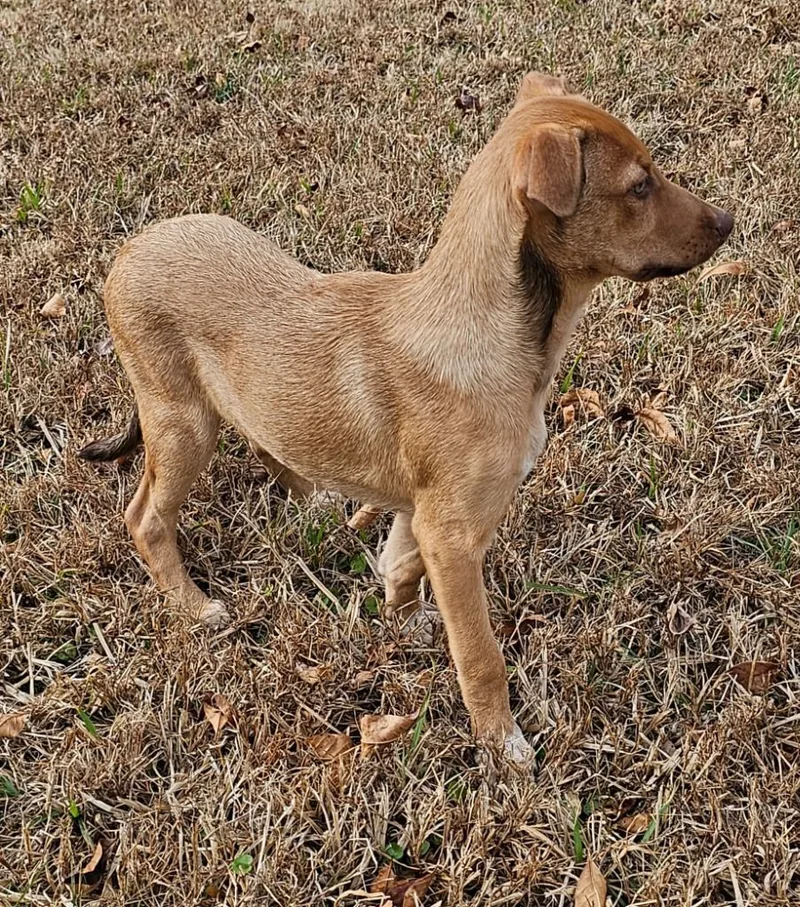A young large-sized male Golden Shepherd dog named Carson for adoption in Morrilton, AR