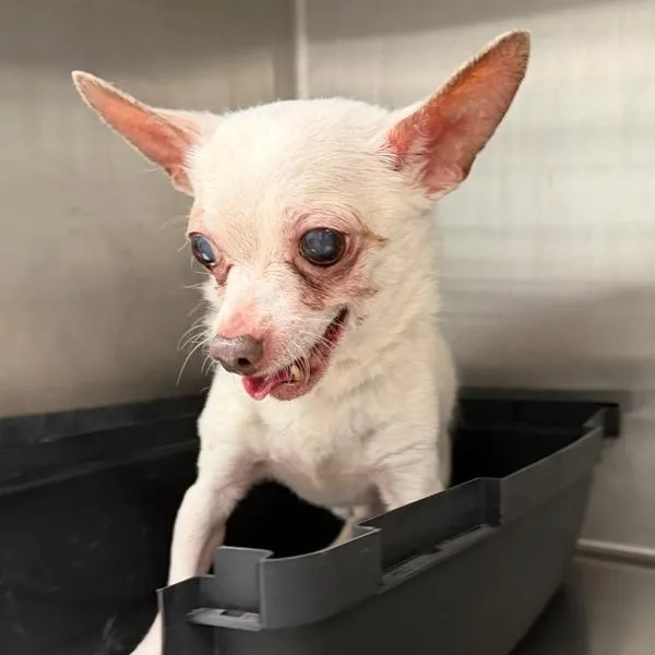 Boog — Bonded Buddy