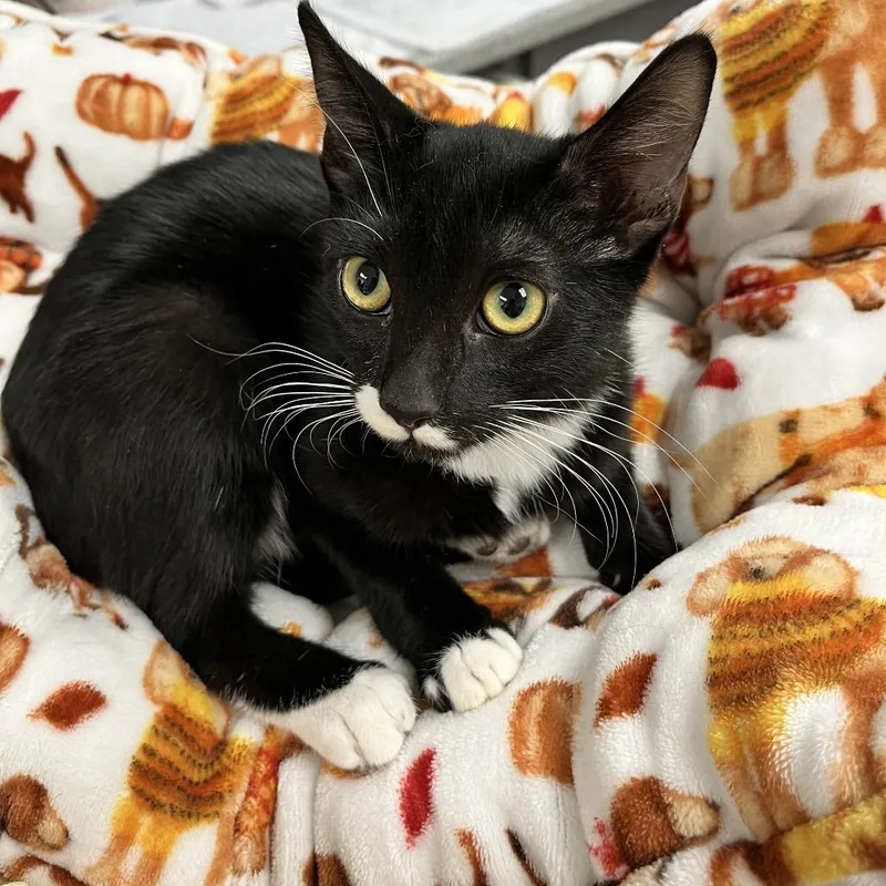 A baby small-sized male Black Domestic Short Hair cat named Mario for adoption in Henderson, NV
