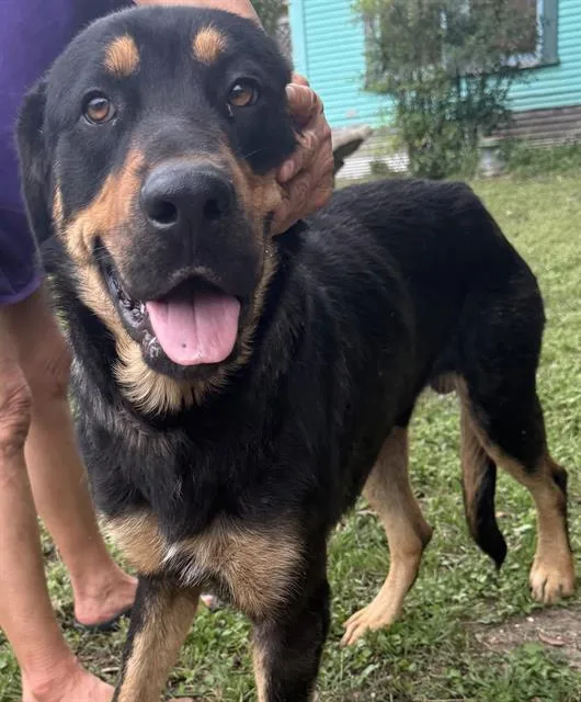 An adult large-sized male Rottweiler dog named Sawyer for adoption in San Antonio, TX