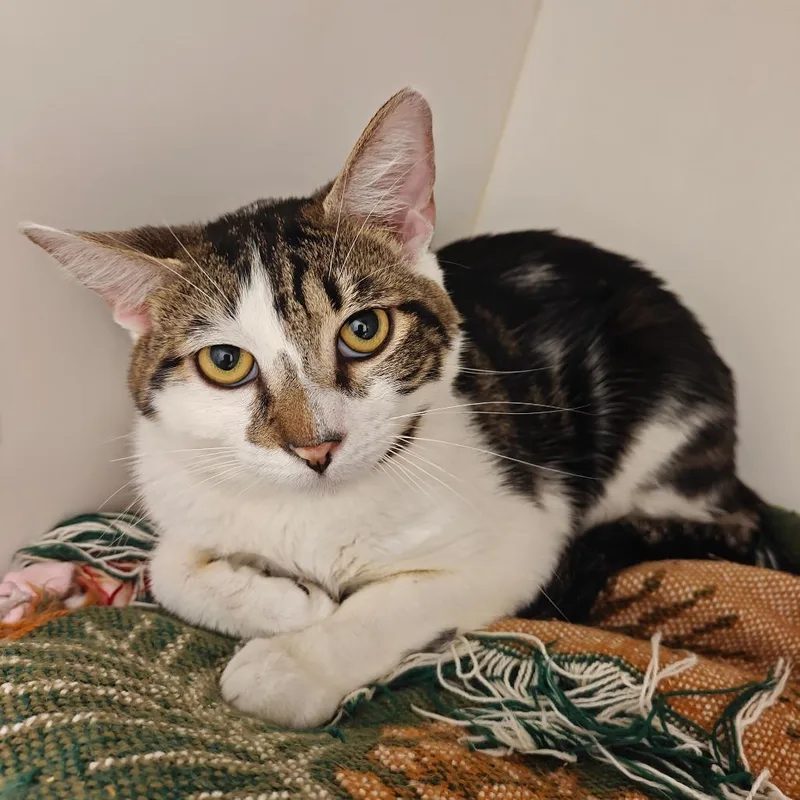 A young medium-sized male Domestic Short Hair cat named Fraiser for adoption in Cumming, GA