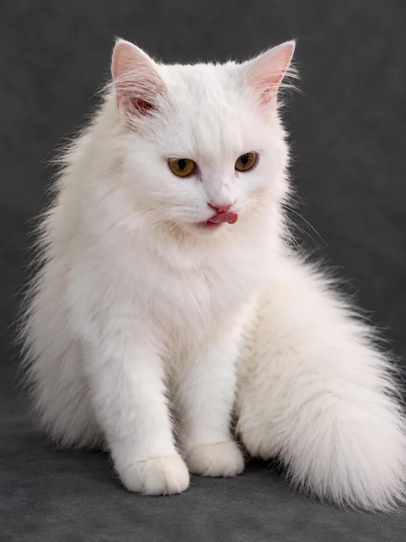 A baby small-sized female Persian cat named Cotton for adoption in Snow Hill, MD