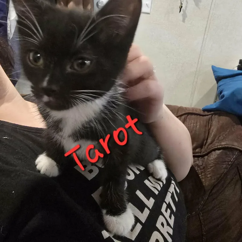 A baby medium-sized male Black & White / Tuxedo Domestic Short Hair cat named Tarot for adoption in warren, OH