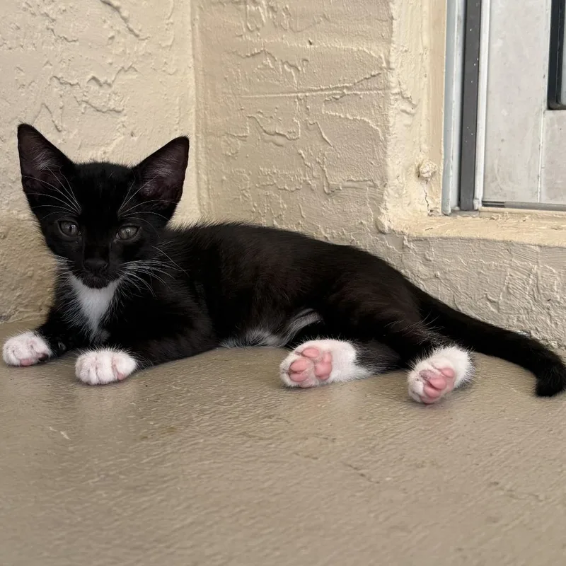A baby small-sized male Black Domestic Short Hair cat named Domino for adoption in Jupiter, FL
