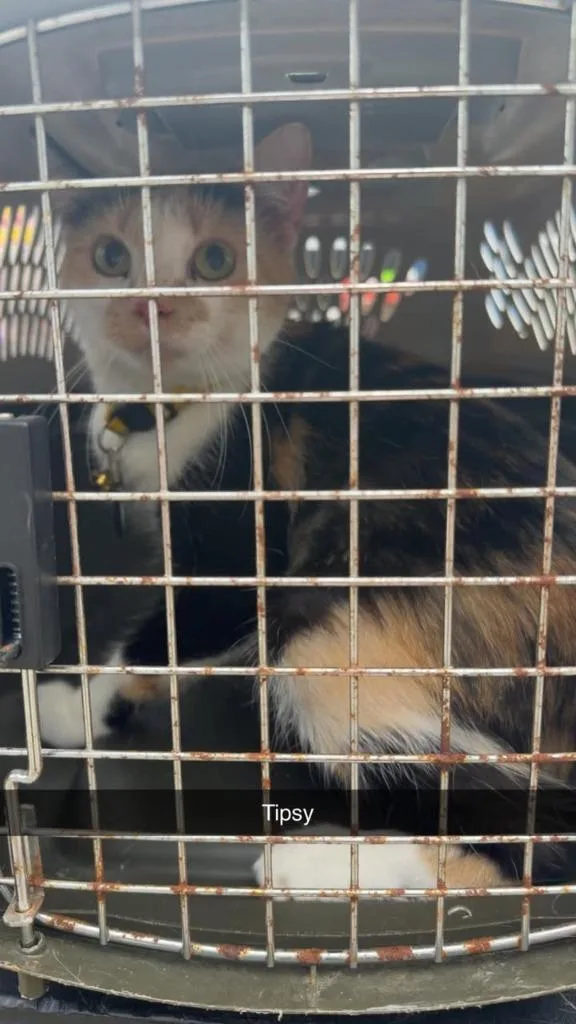 An adult large-sized female Domestic Short Hair cat named Tipsy for adoption in Greensburg, IN