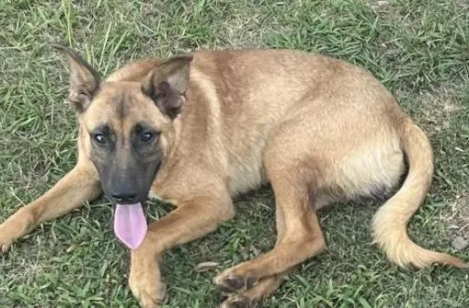 A young medium-sized female Shepherd dog named LuAnne for adoption in Zimmerman, MN