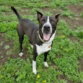 An adult medium-sized male Black Border Collie dog named Frankie for adoption in Justin, TX