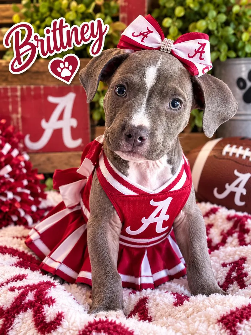 A baby medium-sized female Pit Bull Terrier dog named Brittney for adoption in Greensboro, AL