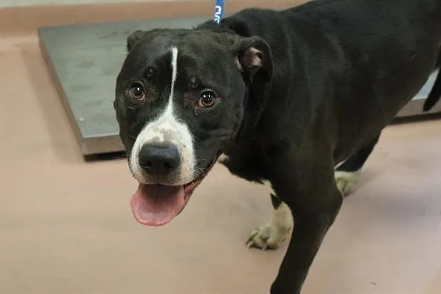 An adult medium-sized male Mixed Breed dog named Bullwinkle for adoption in Columbia, SC