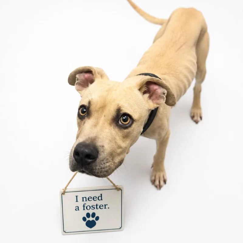 A young medium-sized male Yellow / Tan / Blond / Fawn Mixed Breed dog named Sherriff for adoption in Columbiana, AL