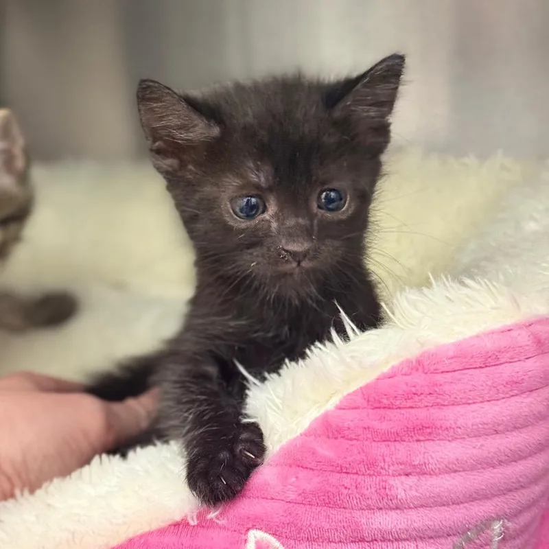 A baby small-sized female Domestic Short Hair cat named Bella for adoption in Spring Hill, KS