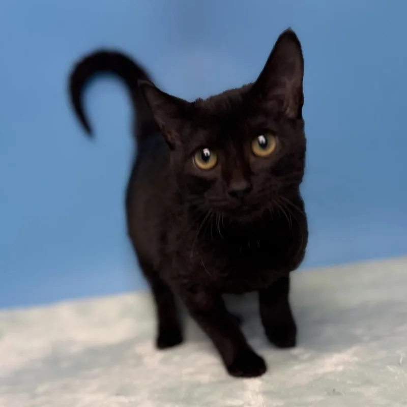 A baby small-sized male Black Domestic Short Hair cat named Sushi for adoption in San Antonio, TX