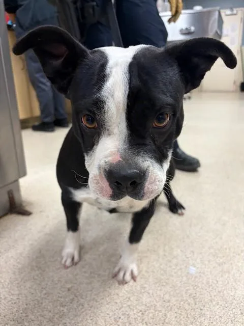 A young small-sized female Pit Bull Terrier dog named Hannah for adoption in Riverside, CA