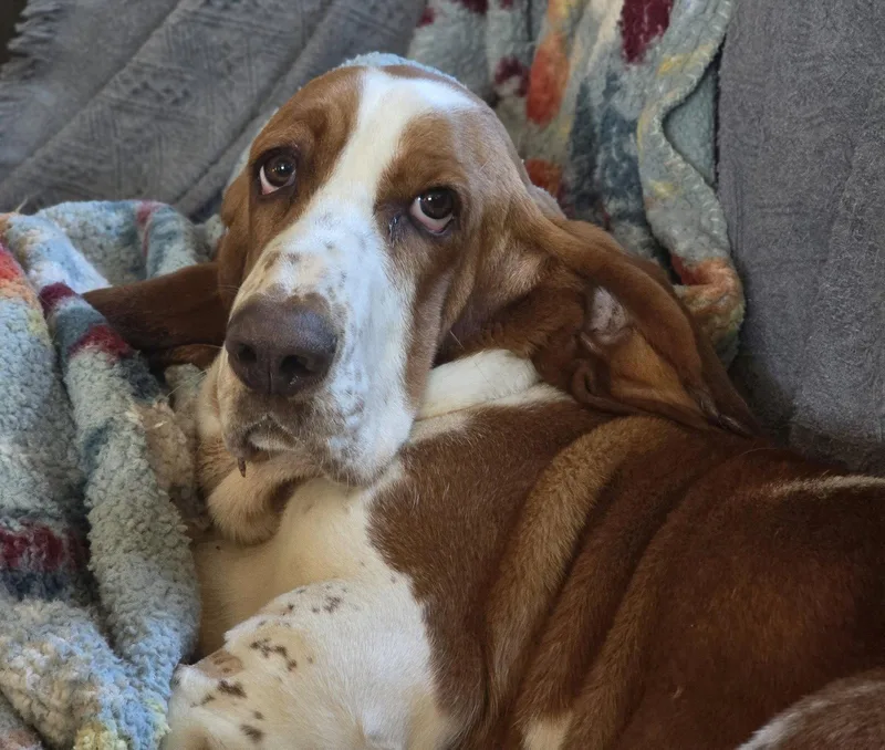 A young medium-sized female Basset Hound dog named Maisie for adoption in Petaluma, CA