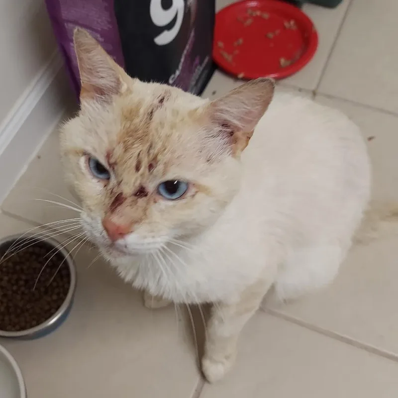 An adult large-sized male Flame Point Siamese cat named Rusty for adoption in Columbia, MO