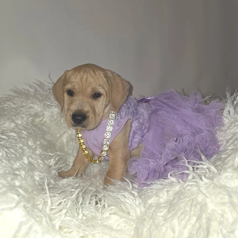 A baby small-sized female Yellow / Tan / Blond / Fawn Schnauzer dog named May for adoption in Wheeling, IL