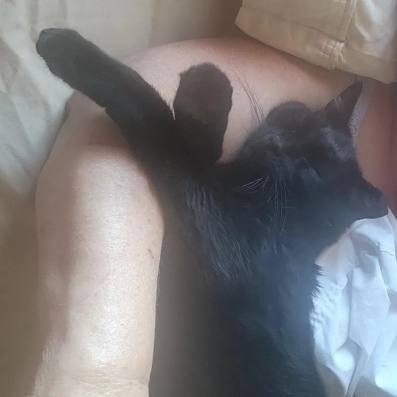 An adult small-sized male Black Bombay cat named Ricardo for adoption in Grantsville, UT
