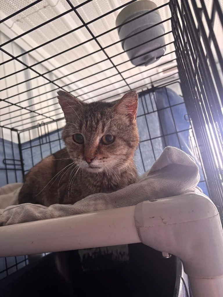 An adult medium-sized male Domestic Short Hair cat named Kentucky for adoption in Hartford City, IN