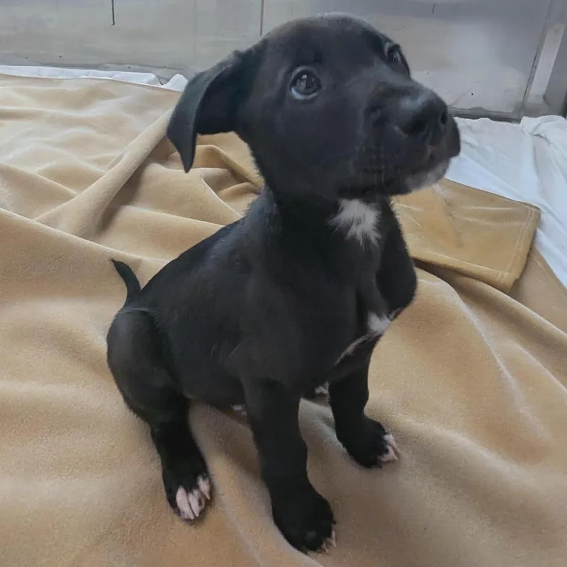 A baby medium-sized male Black Mixed Breed dog named Prince for adoption in Freeport, FL