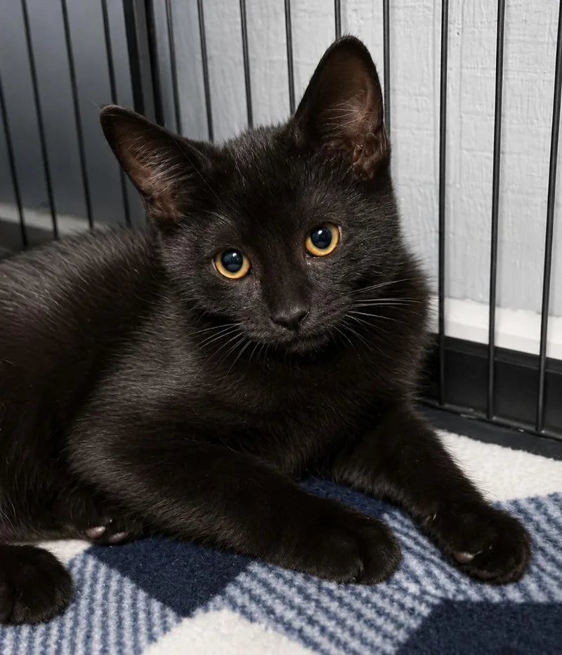 A baby medium-sized female Domestic Short Hair cat named Zoey for adoption in Warren, MI