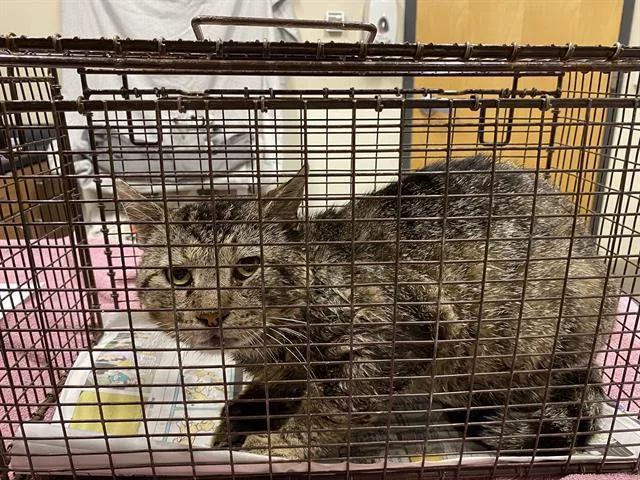 A young medium-sized female Domestic Short Hair cat named A for adoption in Modesto, CA