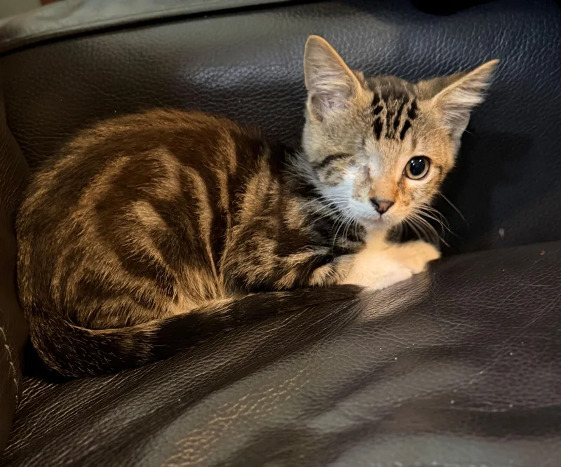 A baby medium-sized male Domestic Short Hair cat named Sparrow for adoption in Pflugerville, TX