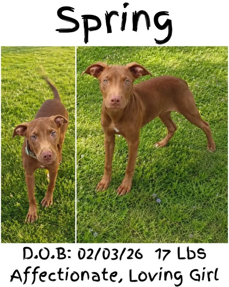 Spring thumbnail 6
