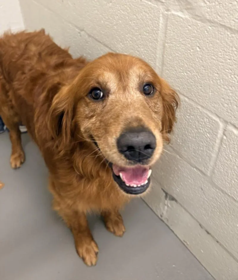 An adult large-sized male Golden Retriever dog named Rooster for adoption in Hagerstown, MD