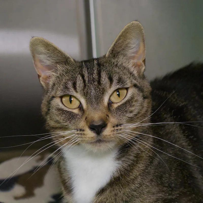 A young medium-sized female Domestic Short Hair cat named Marie Curie for adoption in Shoreline, WA