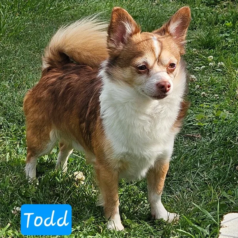 A senior small-sized male Red / Chestnut / Orange Chihuahua dog named Todd for adoption in Lancaster, OH