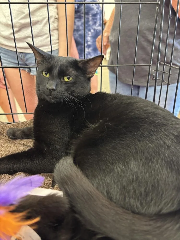 A young medium-sized female Black Domestic Short Hair cat named Agatha for adoption in Deltona, FL