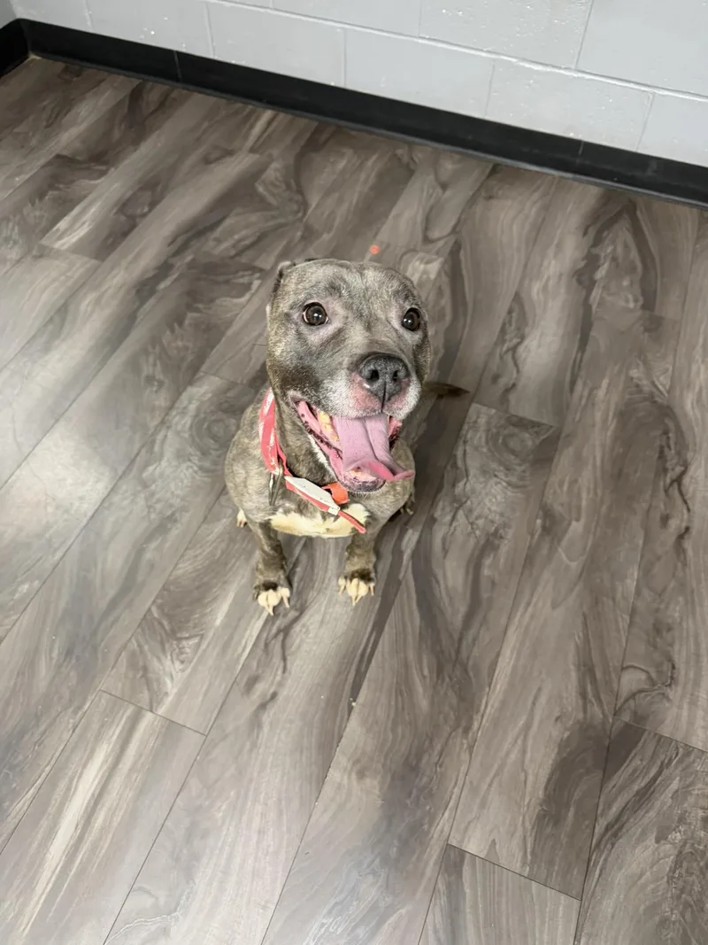 A young medium-sized female Gray / Blue / Silver Pit Bull Terrier dog named Quinn for adoption in Trenton, NJ