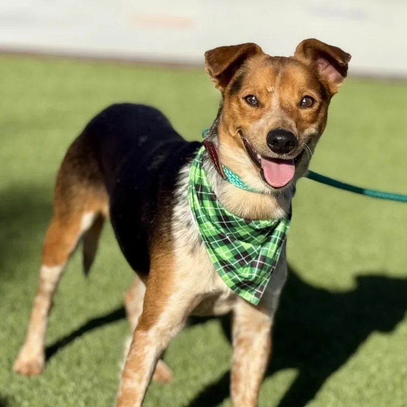 An adult small-sized male Red / Chestnut / Orange Cattle Dog dog named Screech  I Am for adoption in Hondo, TX
