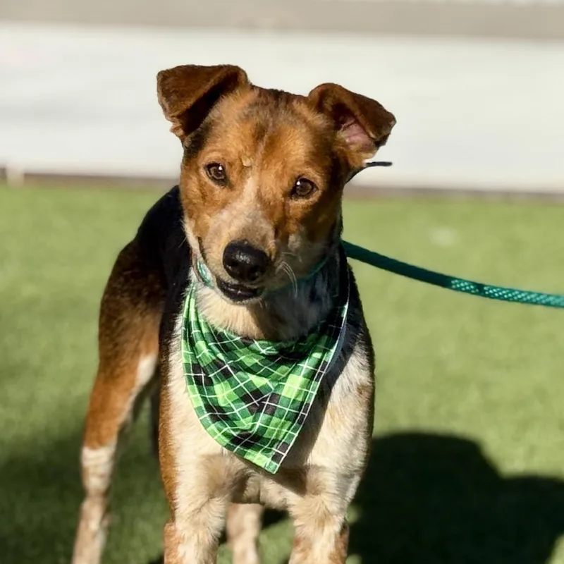 Screech  I Am thumbnail 4