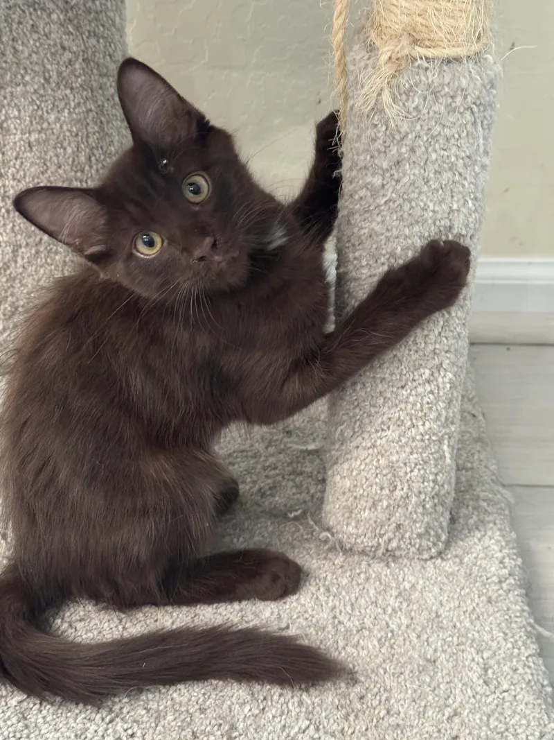 A baby small-sized male Brown / Chocolate Havana cat named Beans for adoption in Youngtown, AZ