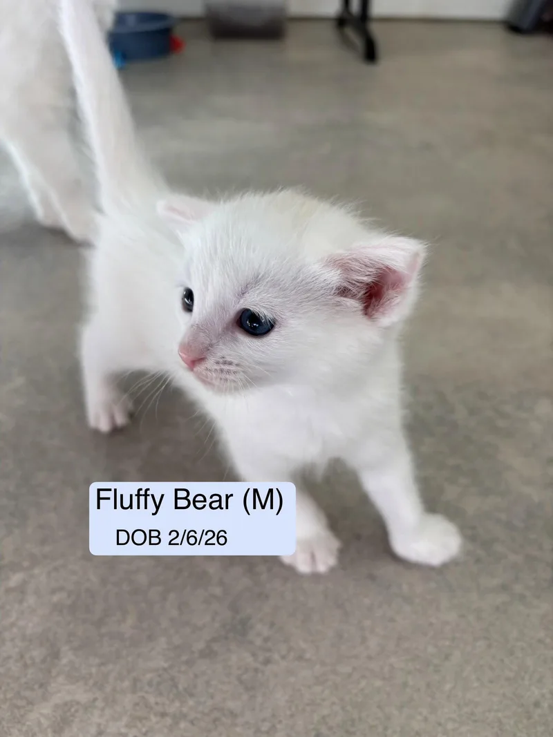 A baby medium-sized male Domestic Short Hair cat named Fluffy Bear for adoption in Vacaville, CA