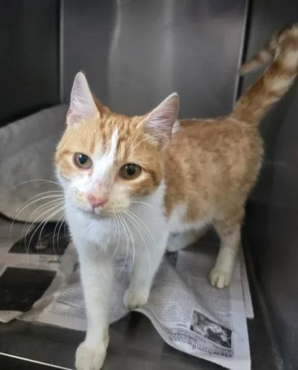 A young medium-sized male Orange & White Domestic Short Hair cat named Sir Duncan for adoption in Sullivan, IN