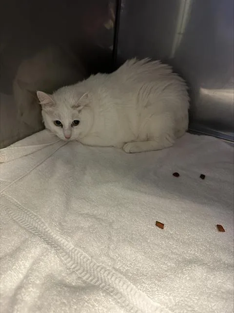 An adult medium-sized female Domestic Short Hair cat named Willow for adoption in Santa Cruz, CA