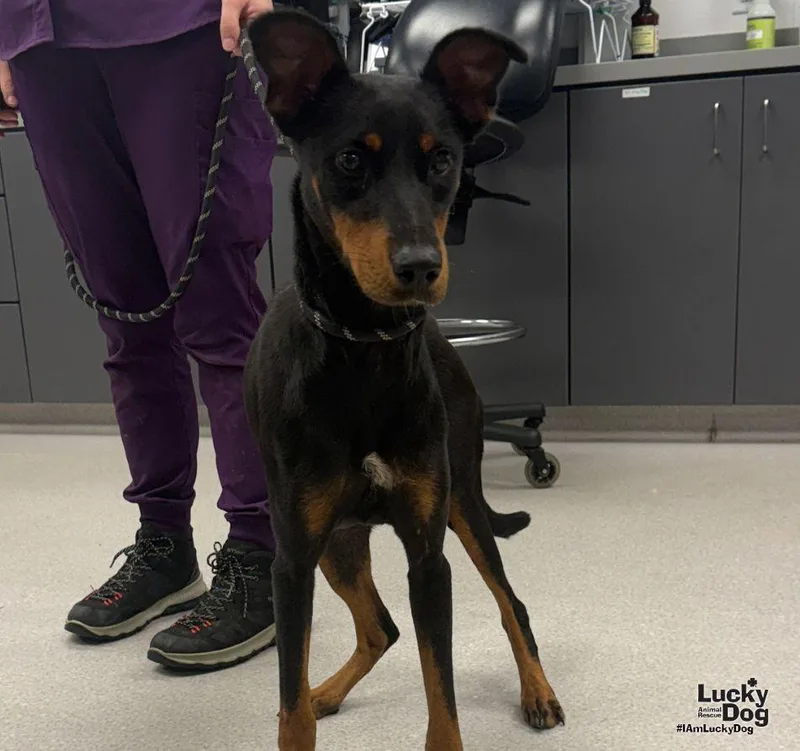 A young medium-sized female Doberman Pinscher dog named Lyn for adoption in Washington, DC