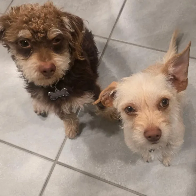 An adult small-sized male Brown / Chocolate Miniature Poodle dog named Milo for adoption in Point Richmond, CA