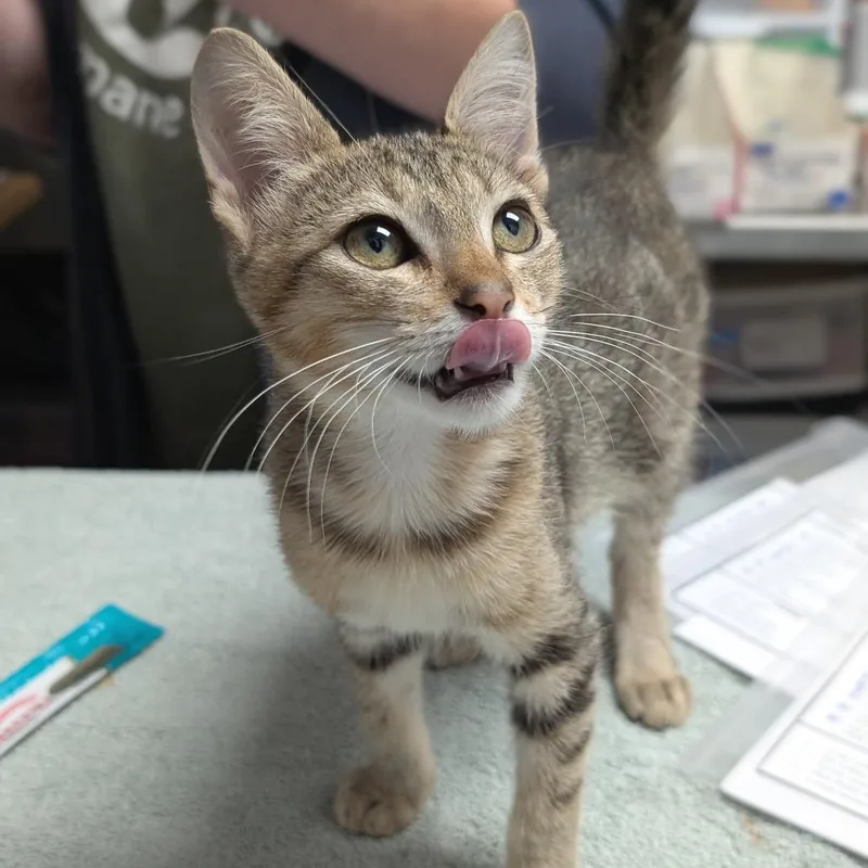 A baby small-sized male Domestic Short Hair cat named Fozzie for adoption in Brookfield, WI
