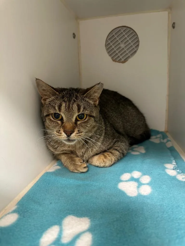 A young medium-sized female Domestic Short Hair cat named Deborah for adoption in Johnson City, TN