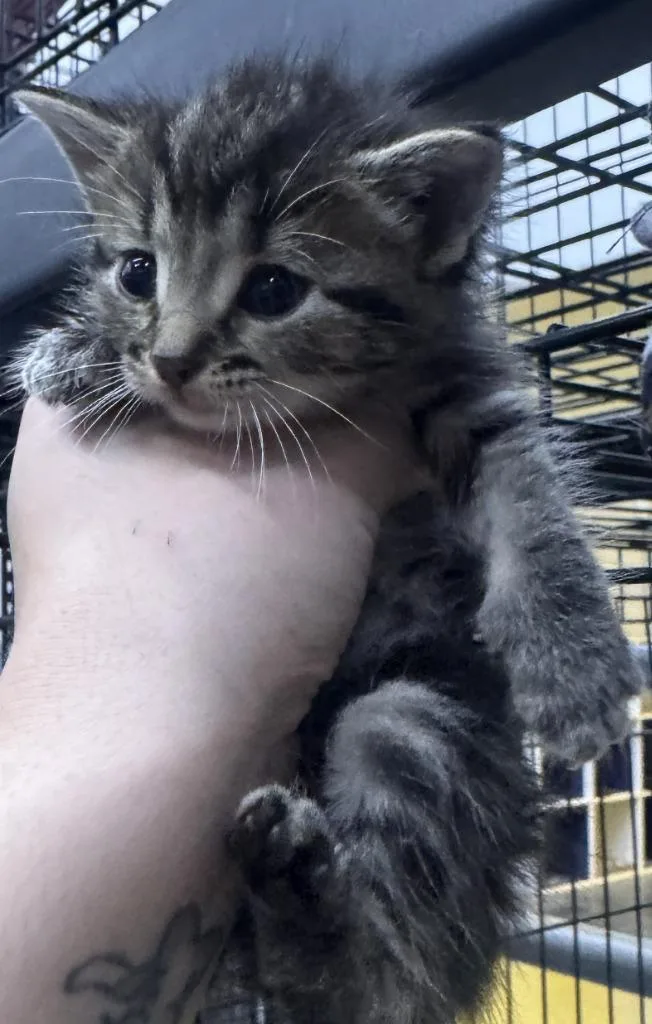 A baby medium-sized female Domestic Short Hair cat named Vivianite for adoption in St. Cloud, MN