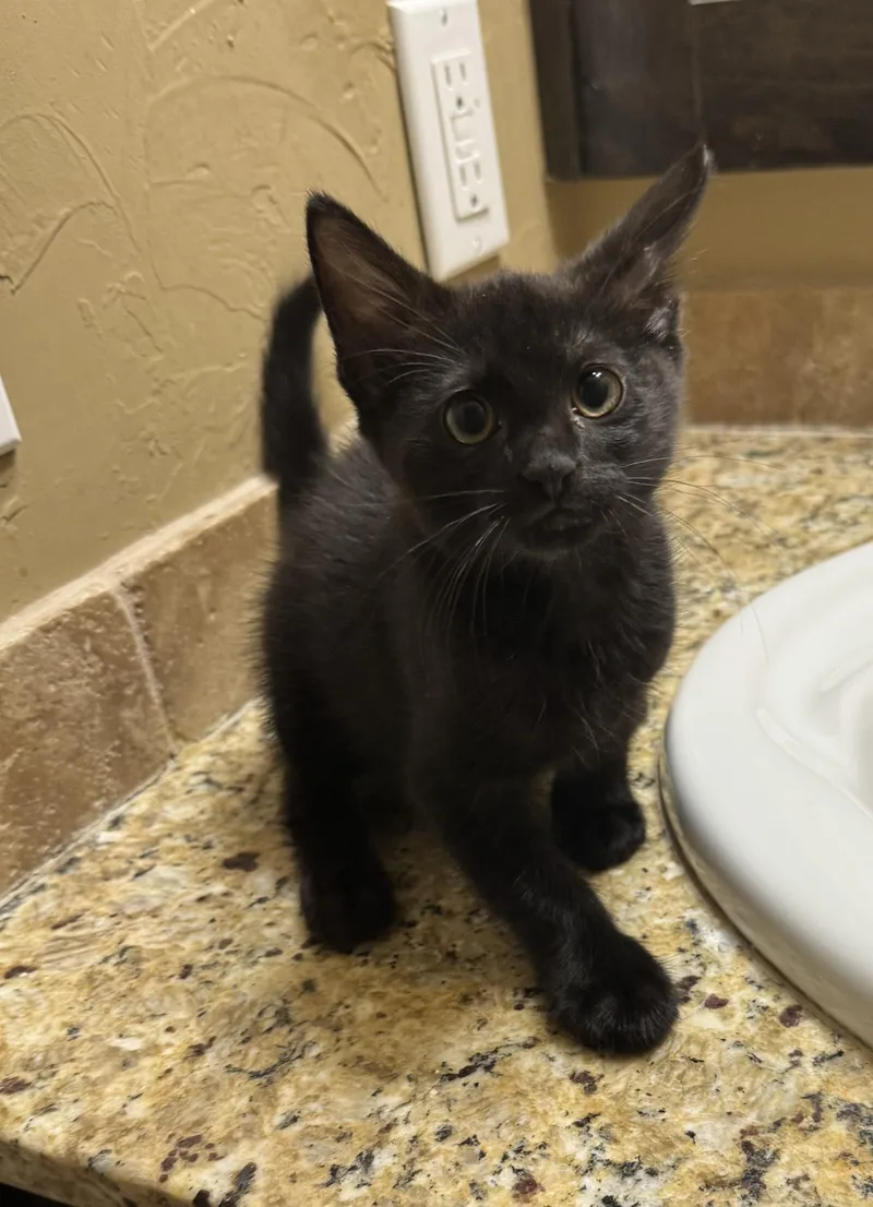 A baby small-sized female Black Domestic Short Hair cat named Sabrina for adoption in Edmond, OK