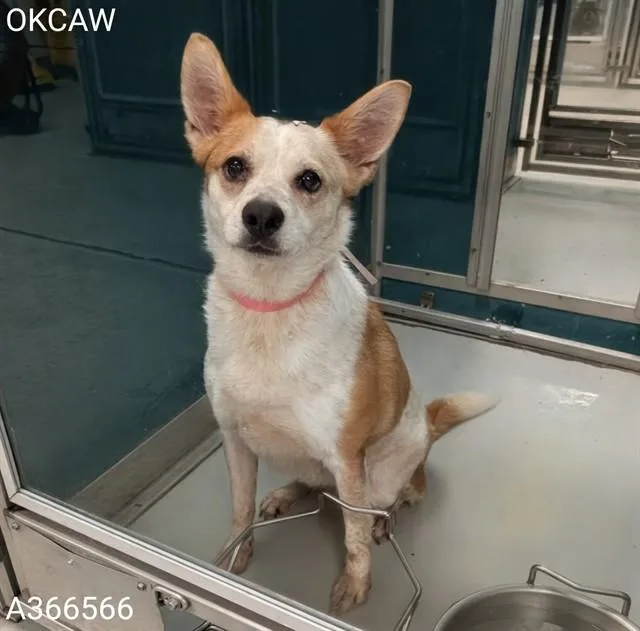 An adult medium-sized female Australian Cattle Dog / Blue Heeler dog named Ranger for adoption in Oklahoma City, OK