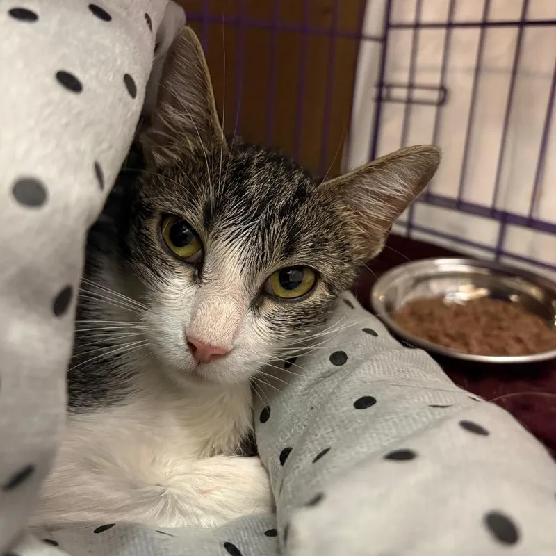 A young medium-sized female White Domestic Short Hair cat named Rory for adoption in Saugerties, NY