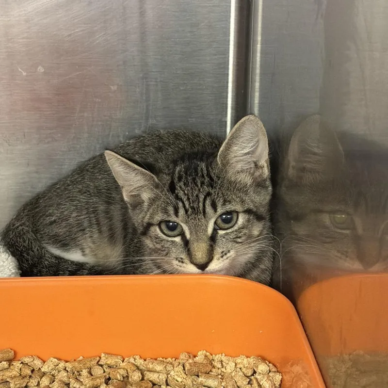 A baby small-sized male Brown / Chocolate Domestic Short Hair cat named Elmo for adoption in Port Charlotte, FL