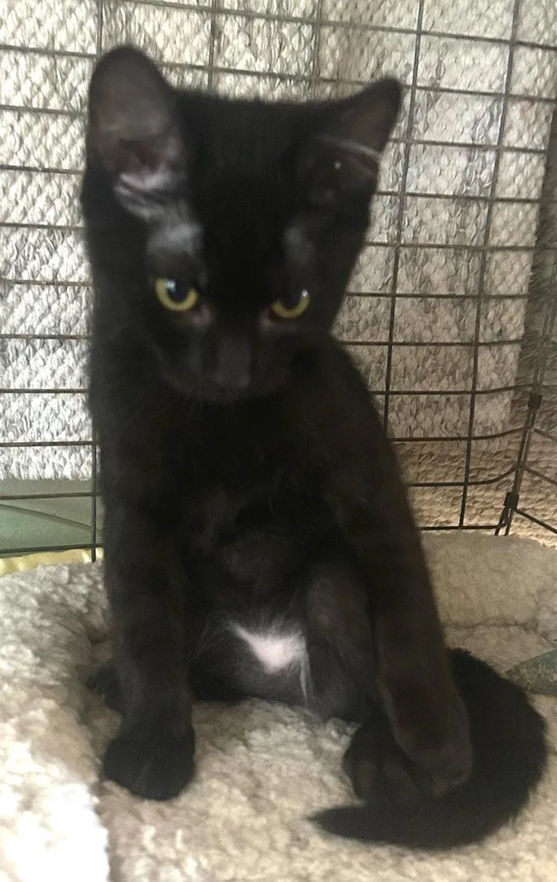 A baby medium-sized male Domestic Short Hair cat named Sweet Pea & Puma for adoption in San Luis Obispo, CA
