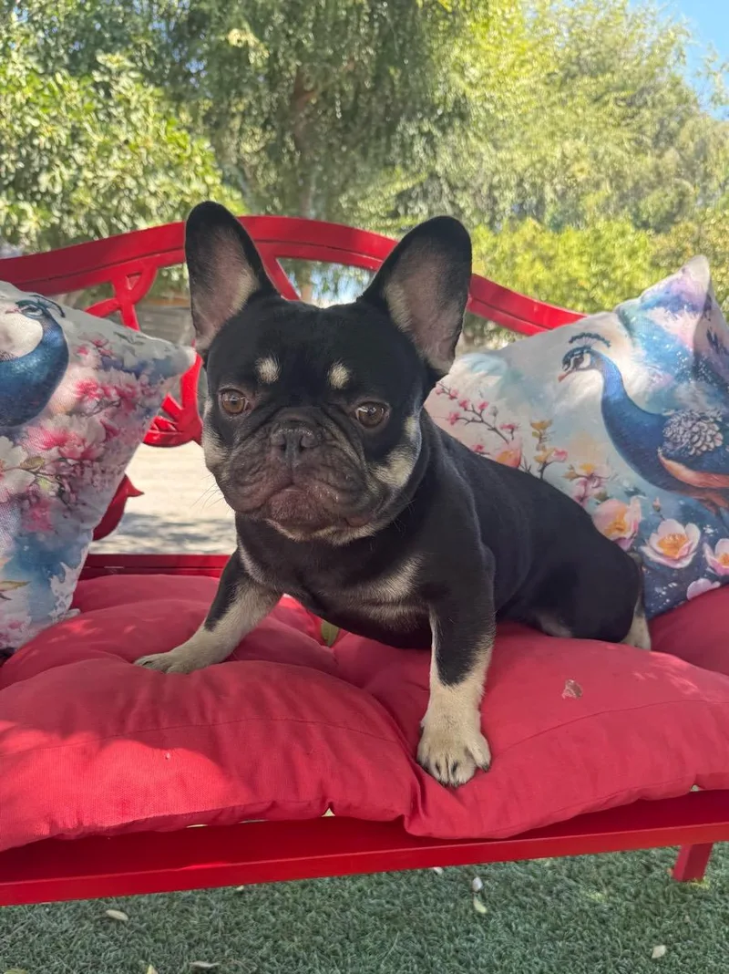 An adult small-sized male Black French Bulldog dog named Stevie for adoption in Temecula, CA