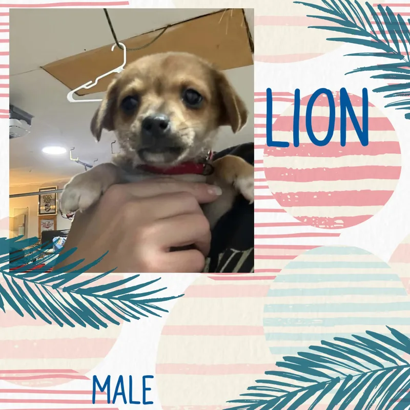 A baby small-sized male Chihuahua dog named Lion for adoption in Eugene, OR